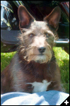 [alfie1]