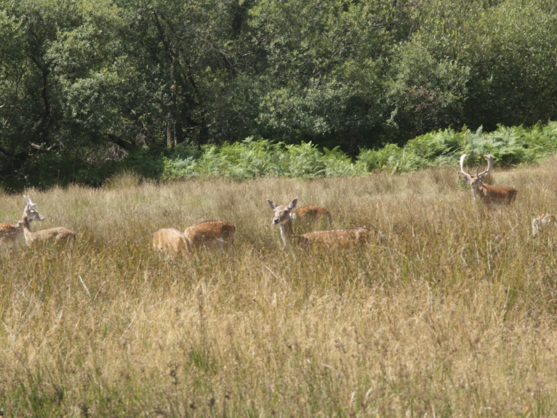 [New Forest Picnic_05.jpg]