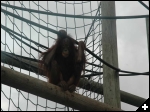 [MONKEY WORLD 6SEPT2009 025]