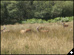 [New Forest Picnic 05]